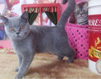 长期专业宠物寄养、销售、养老保健