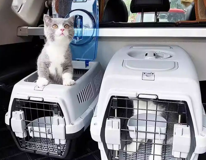 宠物托运 省内当天到 跨城市次日达，实体店自行提取宠物