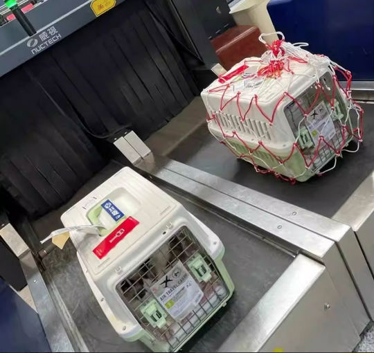 国际宠物托运-随机宠物托运-单独宠物托运