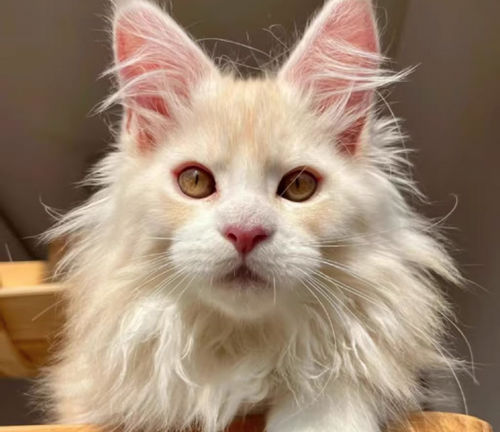 宠物寄养长期包月寄养猫狗养老看护