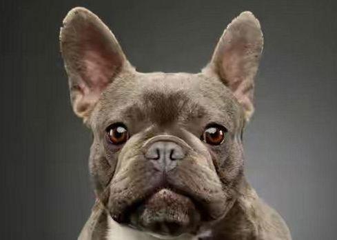 宠物狗狗寄养训练训犬基地