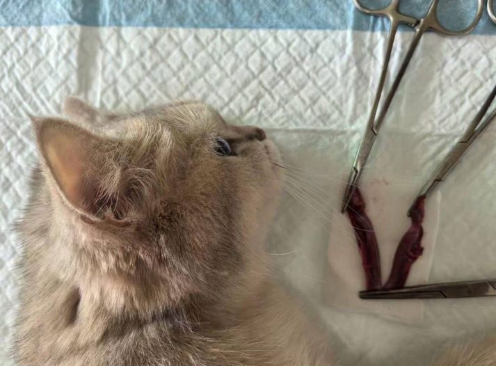 24小时宠物救助